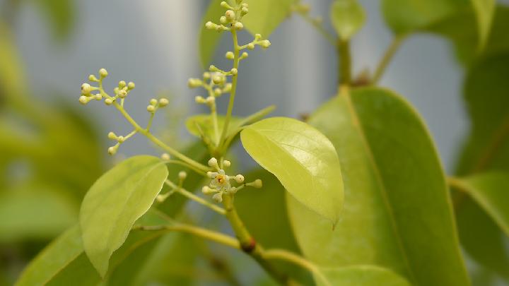 清热解毒的茶有哪些？